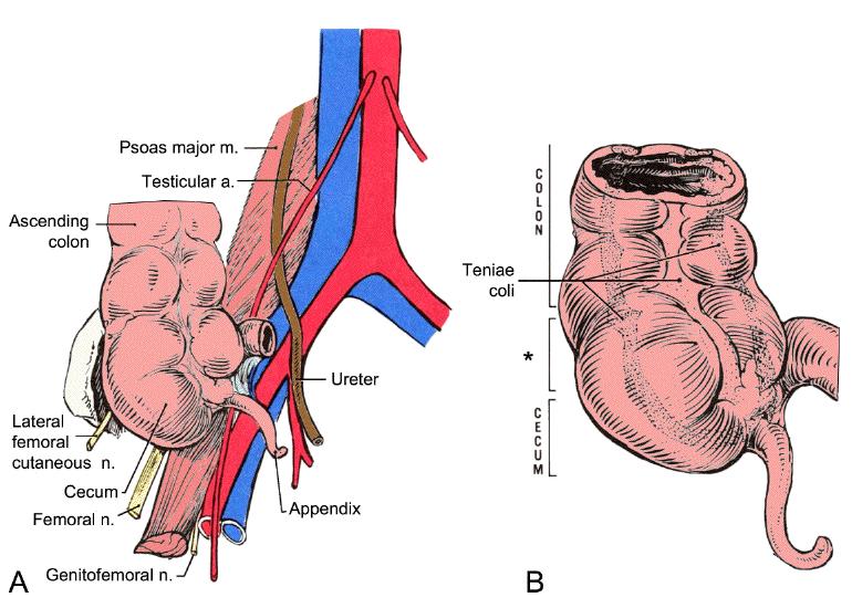 Anatomie appendix vermiformis http://www.