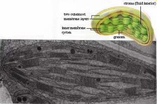 Plantae Podříše: Viridiplantae - zelené