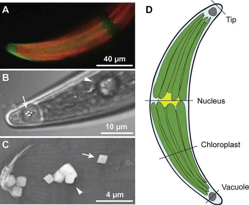 Closterium moniliferum