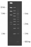 lzavedená technologie Od roku 2004 CAP Molecular Oncology Committee nabízí test MSI a MSI je považován za důležitý prediktivní biomarker.