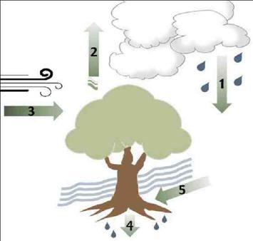 Lesy podporují vznik srážek Stromy a lesy jsou přirozené chladící systémy Lesy generují toky vzduchu a