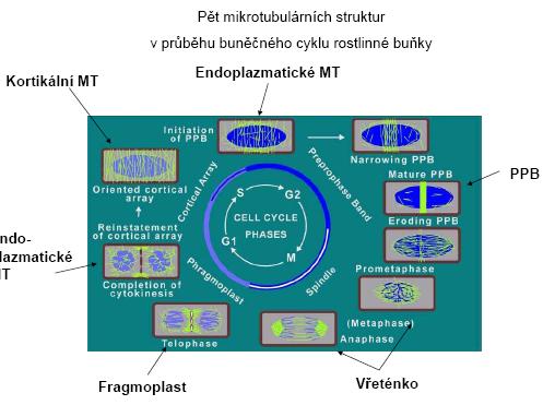 MB130P30 Rostlinná