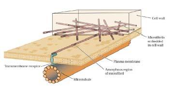 1. Mikrotubuly Asociace