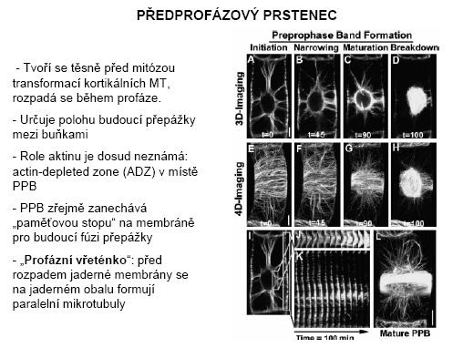 buněčná