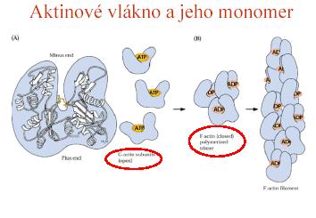 2. Mikrofilamenta 2 aktinová vlákna, 8nm Buchanan et al.