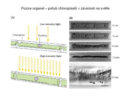 kanadského. Animace, videa: http://www.sci.muni.