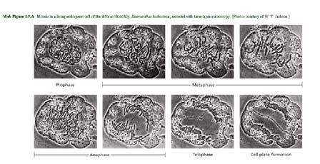 menloschool.org/~cweaver/cells/ 22