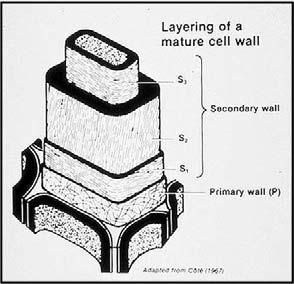 Rostlinná buňka a její součásti: stěna Během dalšího vývoje buňky se vytváří primární buněčná stěna a u některých buněk i sekundární buněčná stěna.