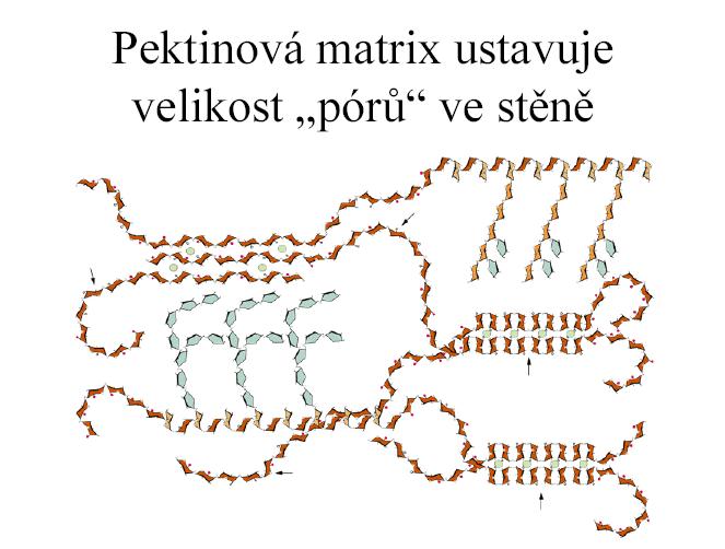 buněčná stěna stěna - matrix Primární buněčná stěna Hemicelulózy a pektiny: Kyselina galakturonová do řetězců: polygalakturonany Ještě rhamnoza Bílkoviny V ní fibrily celulózy Rostlinná buňka a její