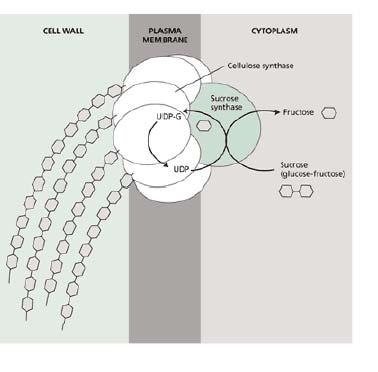 buněčná stěna stěna - biosyntéza Biosyntéza