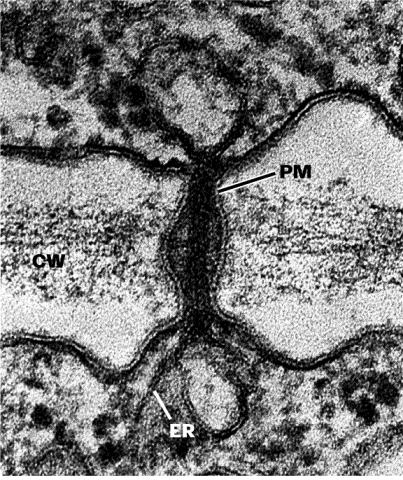 buněčná stěna stěna - plazmodezmy 50 nm, cytoplazmatické spoje, Kontinuum protoplastů symplast Desmotubulus propojený s ER 1 10 tisíc na 1 buňku!