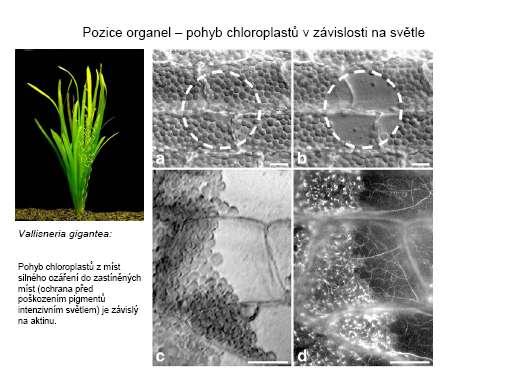 Mikrofilamenta