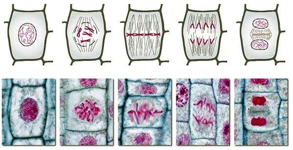 Rostlinná buňka a její součásti: Buněčná stěna Neprotoplazmatická součást Střední lamela v místě vláken fragmoplastu při dělení buněk Vytváří se v telofázi mitózy (závěrečná fáze mitózy), kdy již