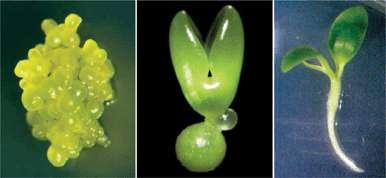 1. Embryo a primární tělo rostliny Totipotence a neukončená embryogeneze
