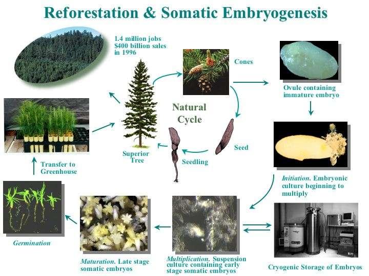 1. Embryo a primární tělo rostliny Totipotence, embryogeneze rostlin, množení in