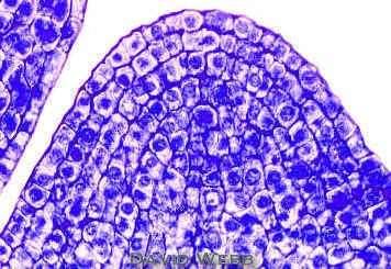 4. Meristémy - pletiva dělivá Jedna apikální buňka