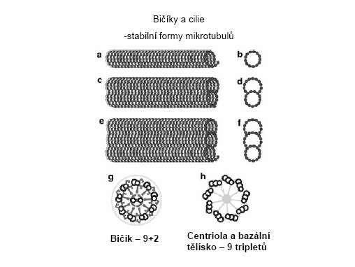 cytoplazma