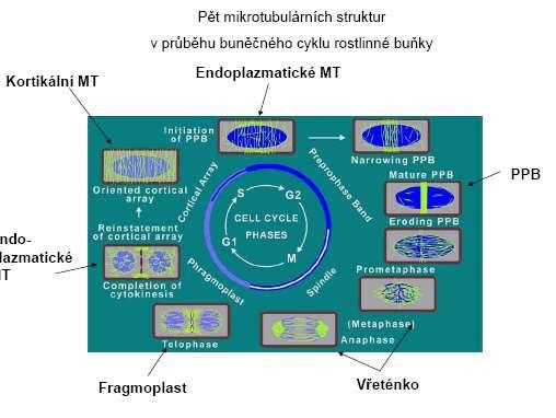 cytoplazma