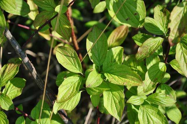 Řád Cornales Čeleď Cornaceae (dřínovité)* Cornus sanguinea (svída krvavá) kvete po