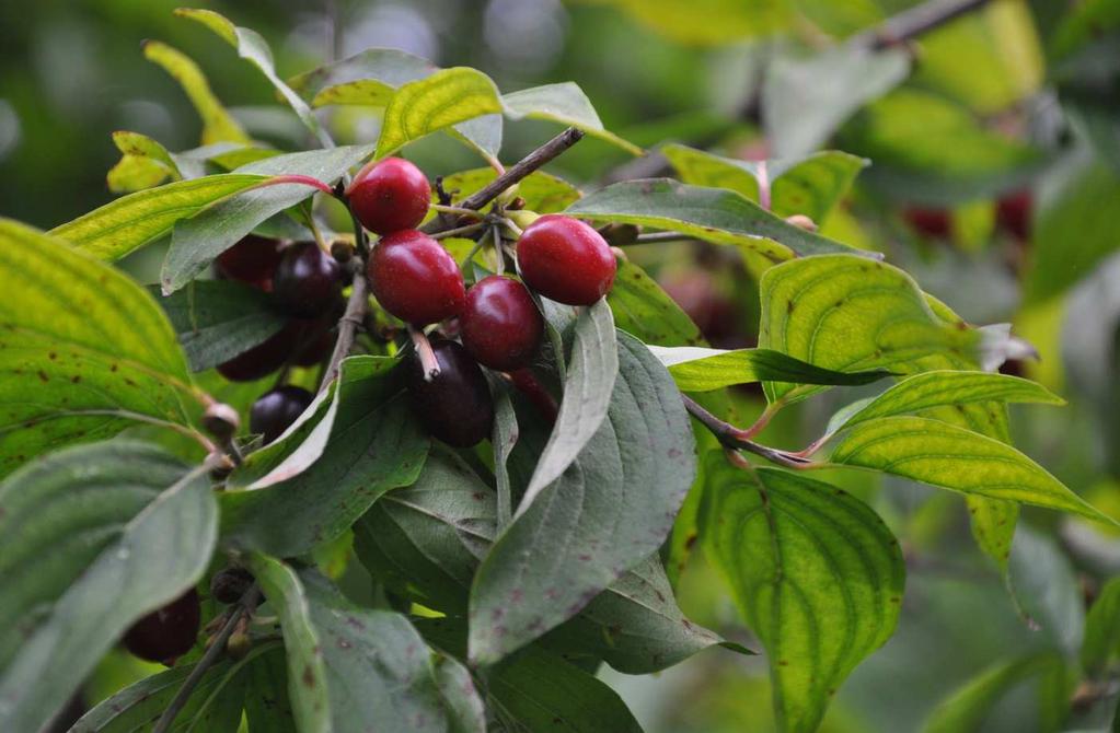 Řád Cornales Čeleď Cornaceae (dřínovité)* Cornus mas (dřín jarní) v teplých oblastech,