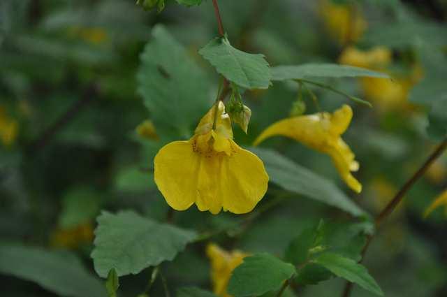 Čeleď Balsaminaceae (netýkavkovité)* Impatiens noli-tangere