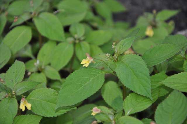 Čeleď Balsaminaceae (netýkavkovité)* Impatiens parviflora (netýkavka malokvětá)