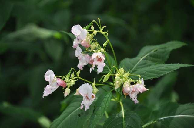 Čeleď Balsaminaceae (netýkavkovité)* Impatiens glandulifera (netýkavka žlaznatá) původem z Himaláje, u nás se invazivně šíří