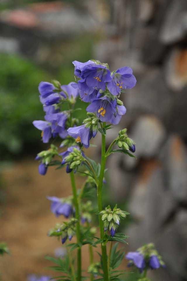 Čeleď Polemoniaceae (jirnicovité)* Polemonium caeruleum (jirnice modrá) roste u nás vzácně na vlhkých