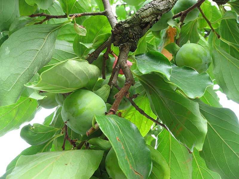 Čeleď Ebenaceae (ebenovité) Diospyros kaki (tomel japonský) jedlé plody připomínající rajčata (kaki) JN; Obrázek vpravo Liné1, CC BY-SA 3.