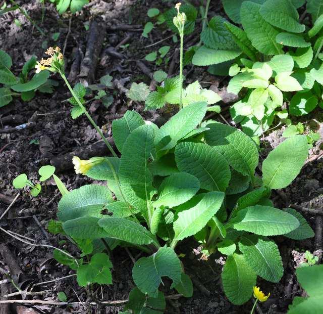 Čeleď Primulaceae (prvosenkovité) Primula