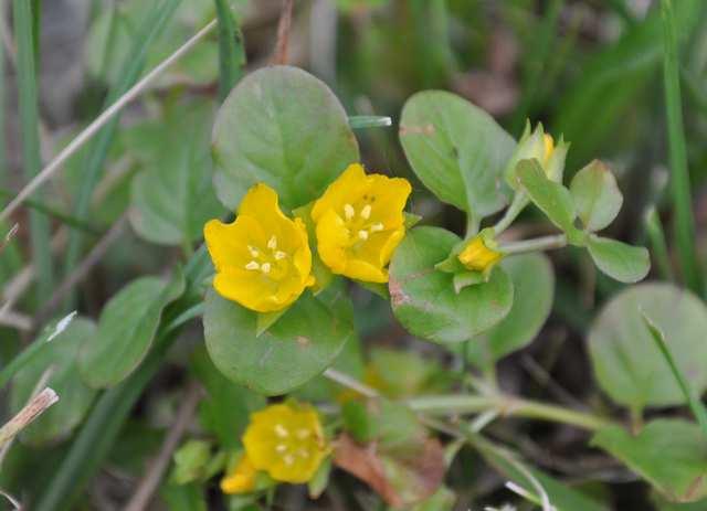 Čeleď Primulaceae (prvosenkovité) Lysimachia nummularia (vrbina penízková) hojně se vyskytuje ve