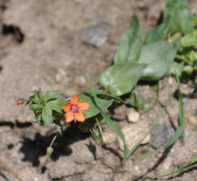 Čeleď Primulaceae (prvosenkovité) Anagalis arvensis