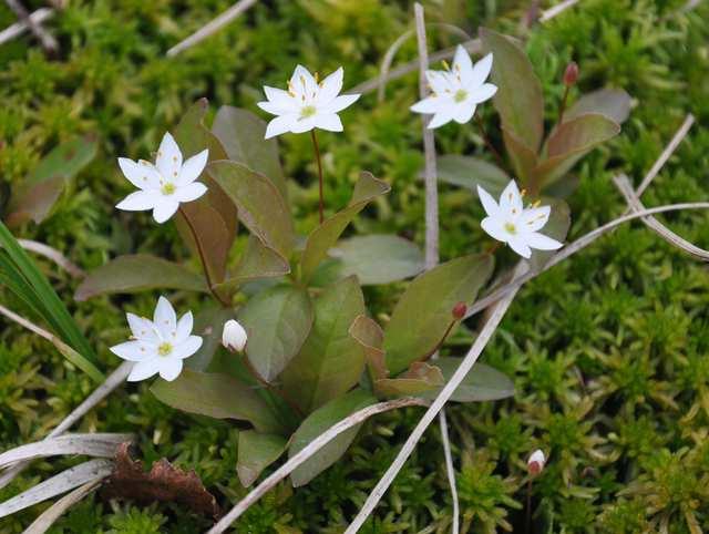 Čeleď Primulaceae (prvosenkovité)* Trientalis europaea