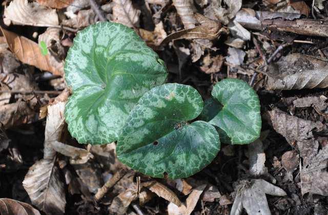 Čeleď Primulaceae (prvosenkovité)* Cyclamen purpurascens