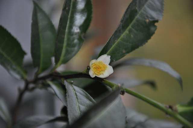 Čeleď Theaceae (čajovníkovité) Camellia sinensis (čajovník čínský) listy se fermentují a