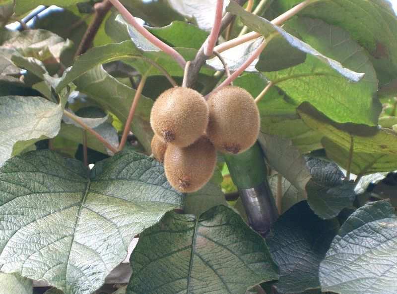 Čeleď Actinidiaceae (aktinídiovité) Actinidia chinensis (aktinídie čínská, kiwi) pochází z východní Asie, pěstuje se pro plody bohaté na vit.