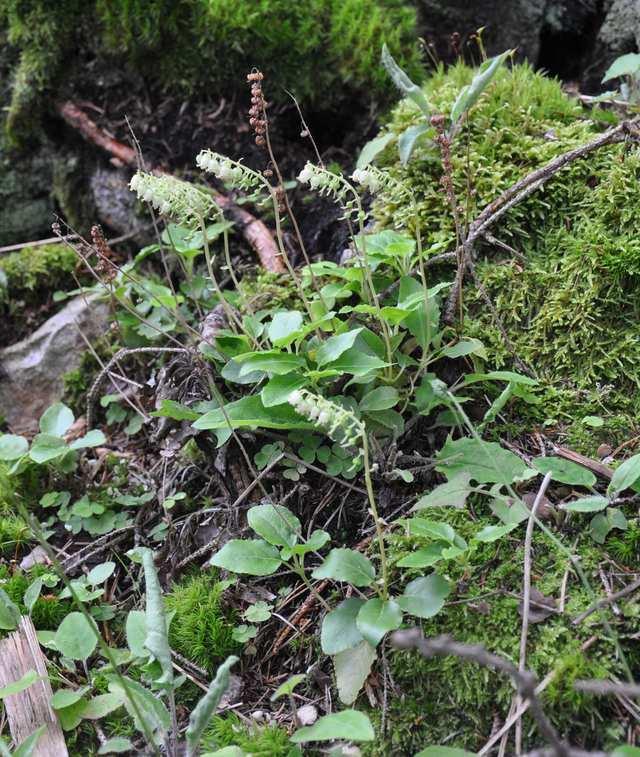 Čeleď Ericaceae (vřesovcovité), Pyroloideae* Pyrola (hruštička) rostliny s endotrofní mykorhizou tvořící rozsáhlé kolonie