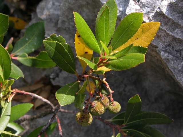 Čeleď Ericaceae (vřesovcovité), Arbutoideae* Arbutus (planika) subtropické keře, arbutus unedo pěstován jako jahodový strom