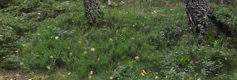 Čeleď Ericaceae (vřesovcovité), Ericoideae* Erica carnea (vřesovec pleťový) západoevropský druh zasahující