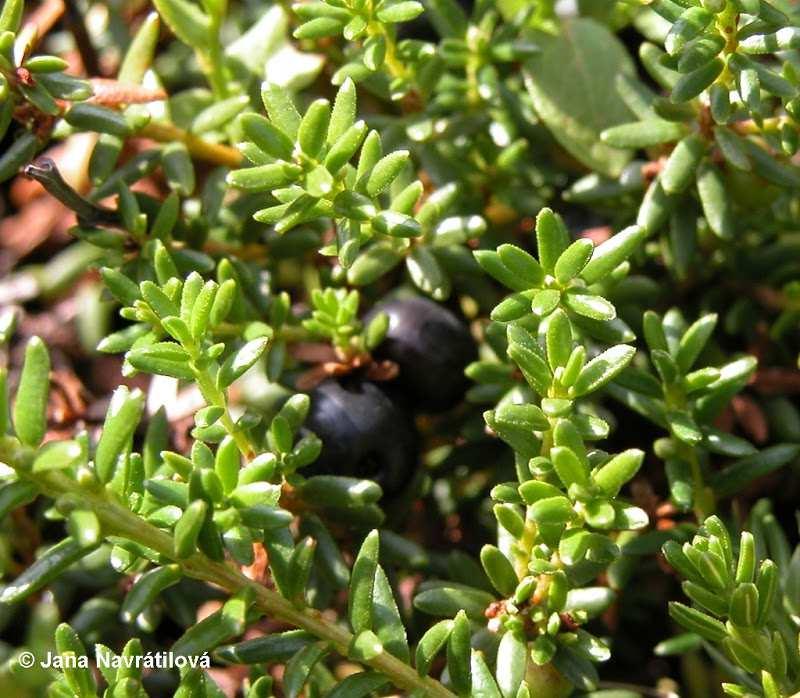 Čeleď Ericaceae (vřesovcovité), Ericoideae* Empetrum nigrum