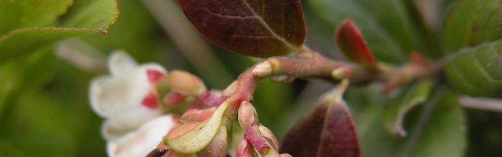 Čeleď Ericaceae (vřesovcovité),