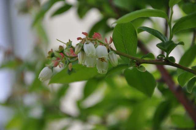 Čeleď Ericaceae (vřesovcovité), Vaccinioideae Vaccinium corymbosum (kanadská