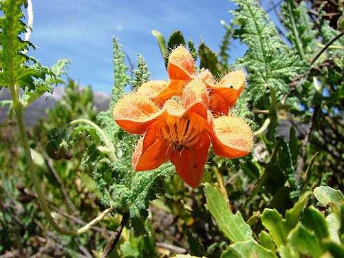 Řád Cornales** Family Loasaceae usually herbs distribution: mostly American, but also Africa and the Marquesas Islands