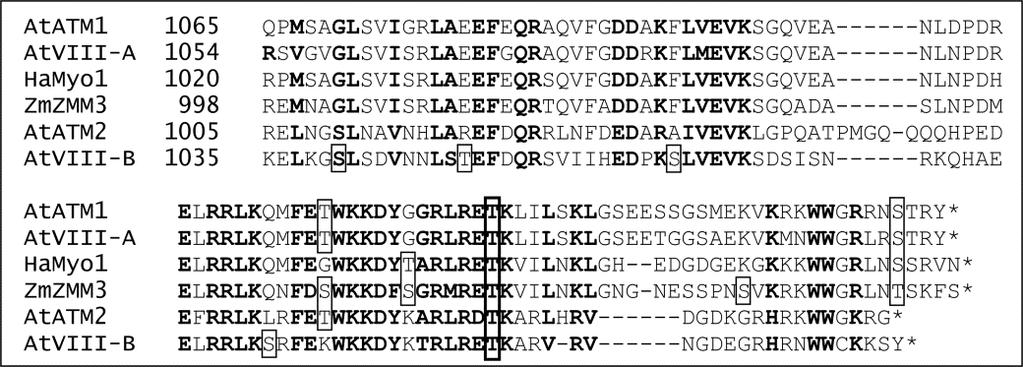 Obr.7.3. Identifikace konzervativního fosforylačního místa v rostlinných myosinech třídy VIII (podle Baluška et al., 2001).