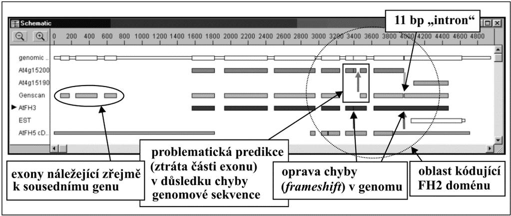 různým genům, v jednom případě dokonce zcela nepříbuzným a umístěným na různých chromozómech (Eliáš et al., 2002). Obr.9.4.