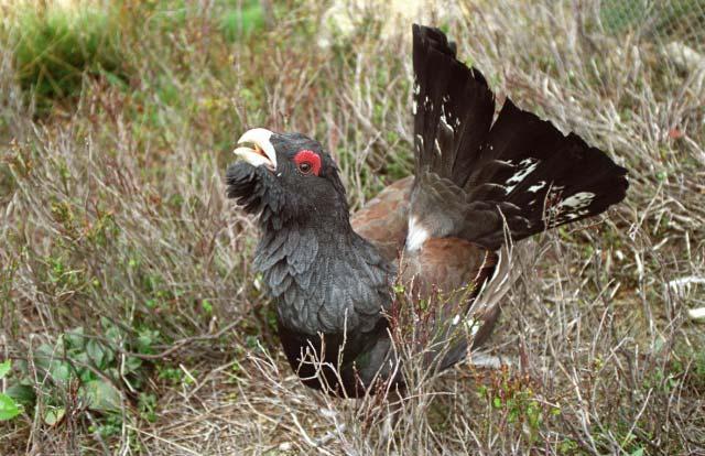 Ptačí oblasti Území nejvhodnější pro ochranu vybraných druhů ptáků vyskytujících se na území ČR a
