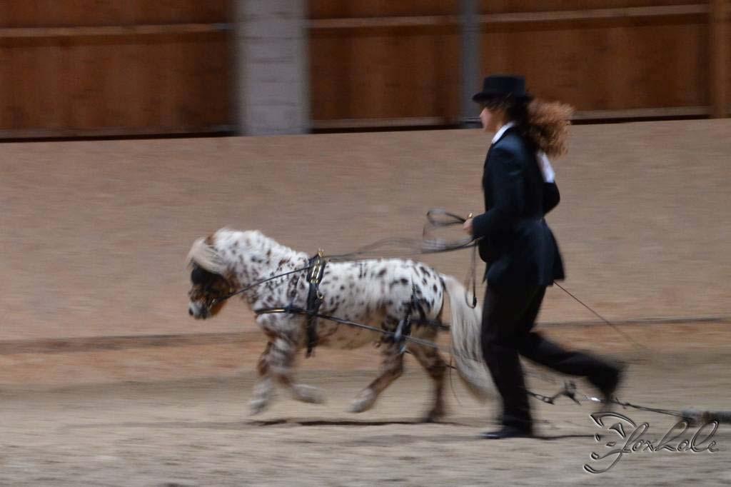 jméno vystavovatele katologové číslo koní NJ. Chládková 21,31 Veronika Vonková 19,20 Cavalletto Eva Véghová 9, 10 Ing.