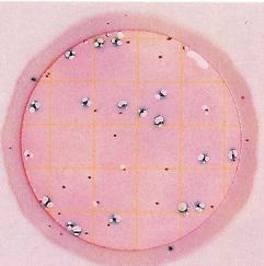 Destičky se inokulují 1 ml naředěného vzorku a inkubují v termostatu.