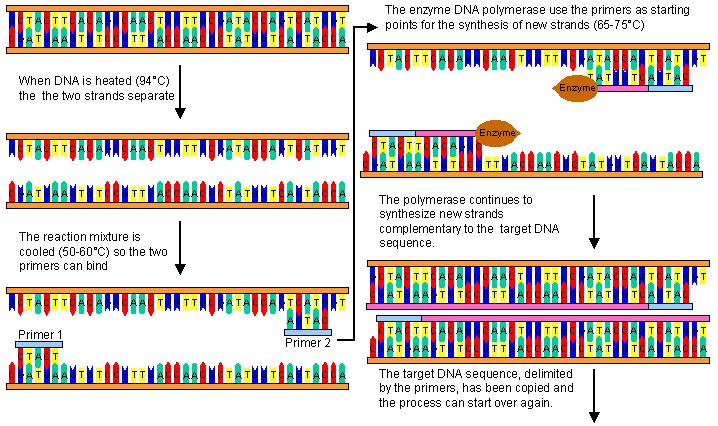 Amplifikace DNA tři opakující se kroky: 1. denaturace 2. annealing 3.