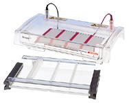 Elektroforetická detekce produktu PCR Nejčastěji agarosová gelová elektroforéza Fragmenty DNA elektrické pole podle velikosti Může být detekován
